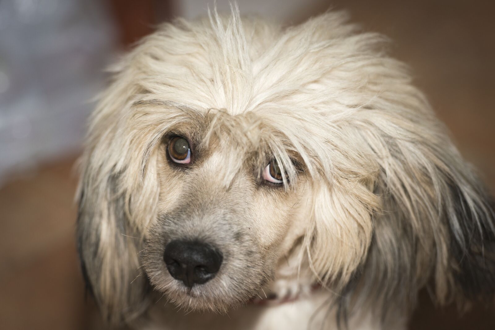 Nikon D800 sample photo. Dog, portrait, the head photography