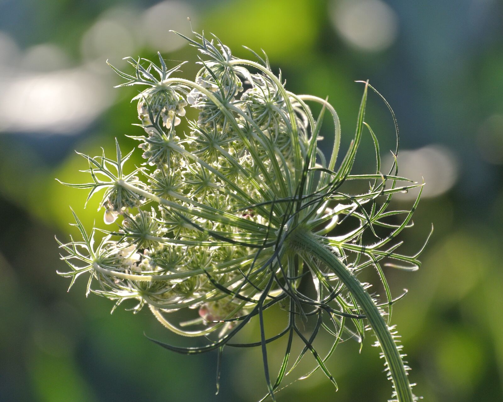 Nikon 1 Nikkor VR 30-110mm F3.8-5.6 sample photo. Wild carrot, green, blossom photography