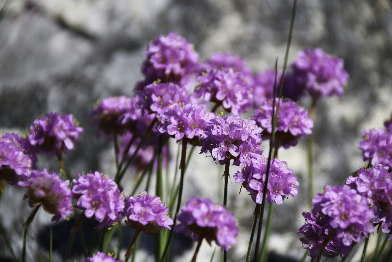 Canon EOS 750D (EOS Rebel T6i / EOS Kiss X8i) sample photo. Strandnellik, flower, the nature photography