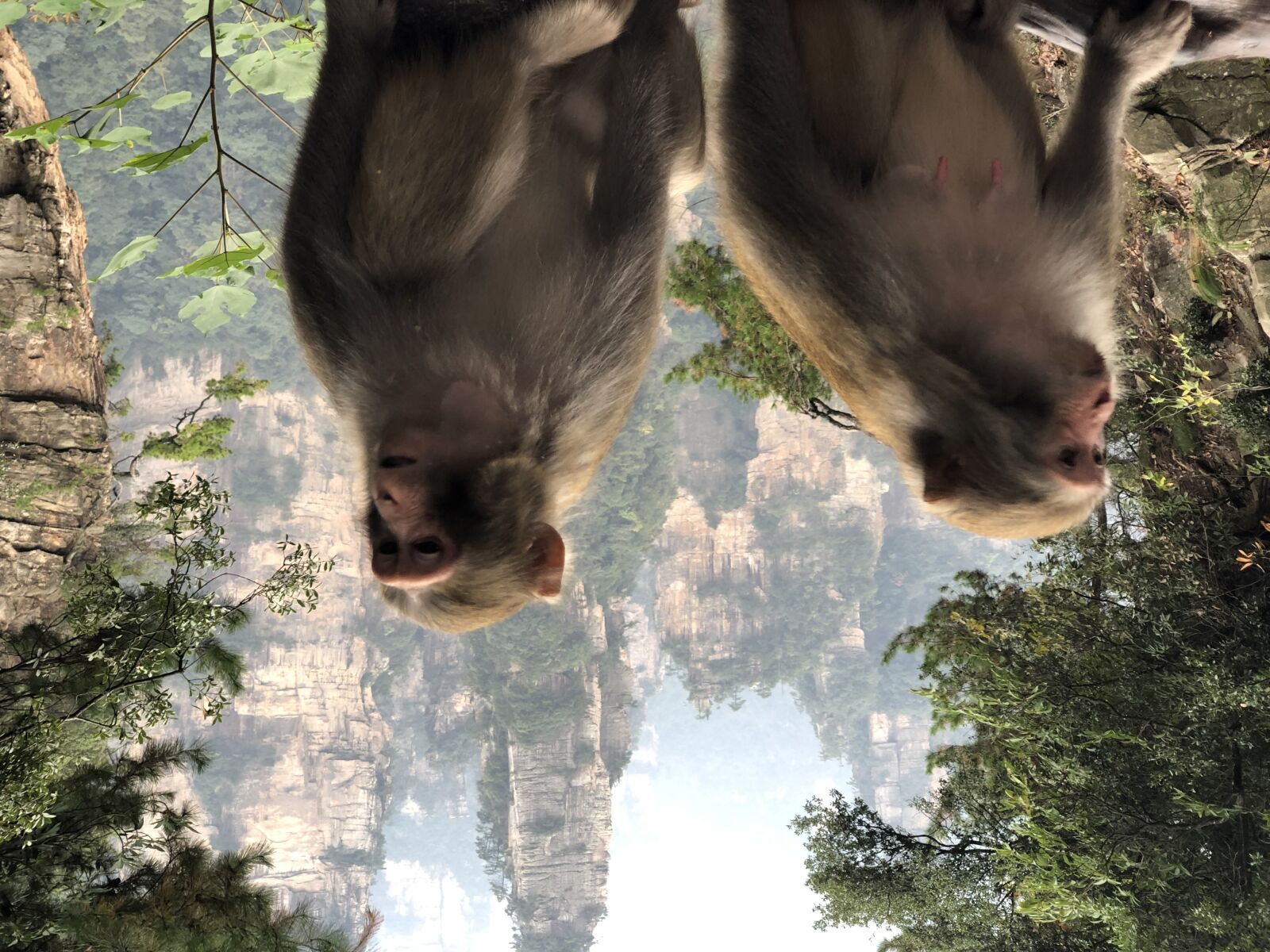 Apple iPhone X sample photo. Wildlife, wild, primate, macaque photography