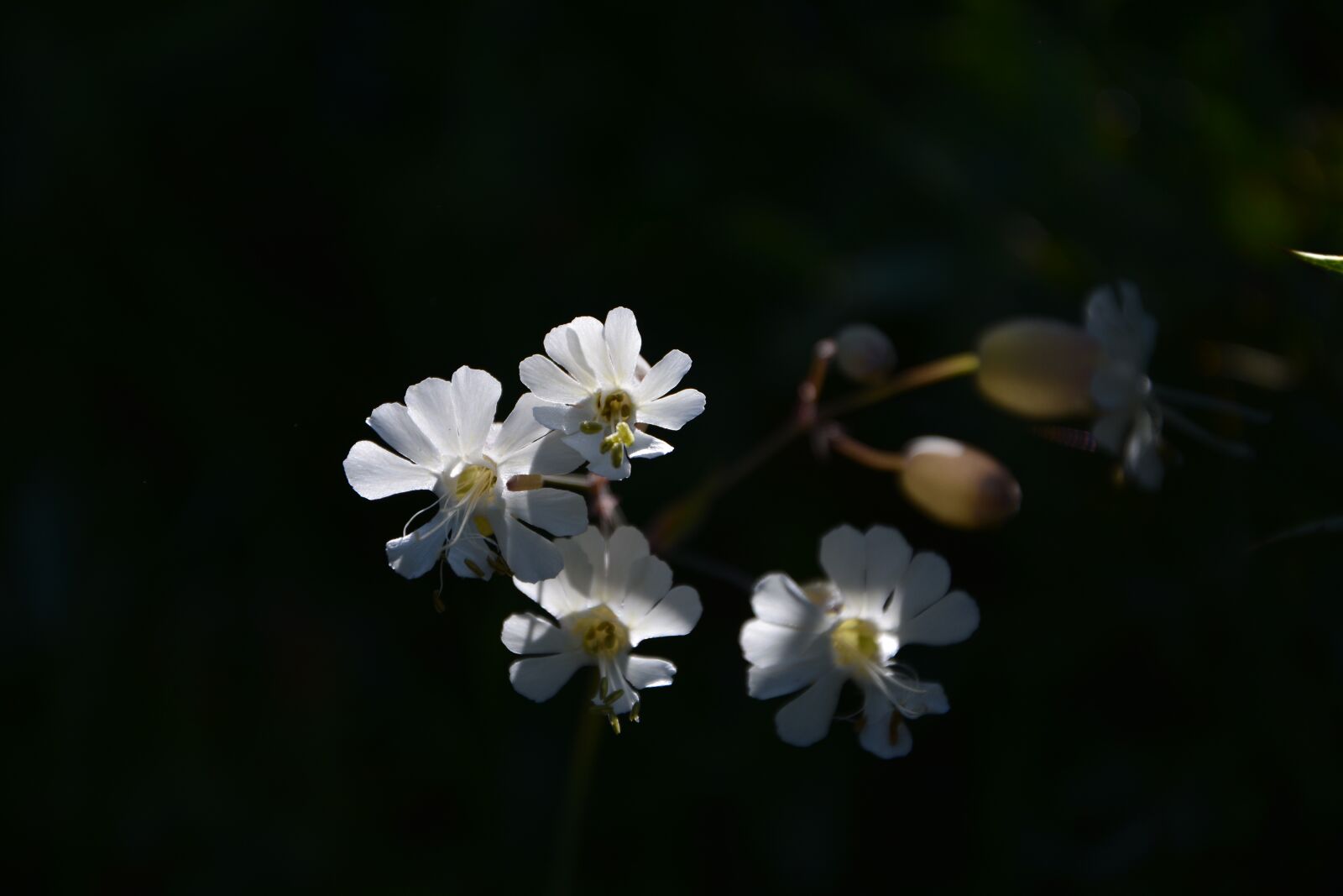 Nikon D7100 sample photo. The acibuc, rough grass photography
