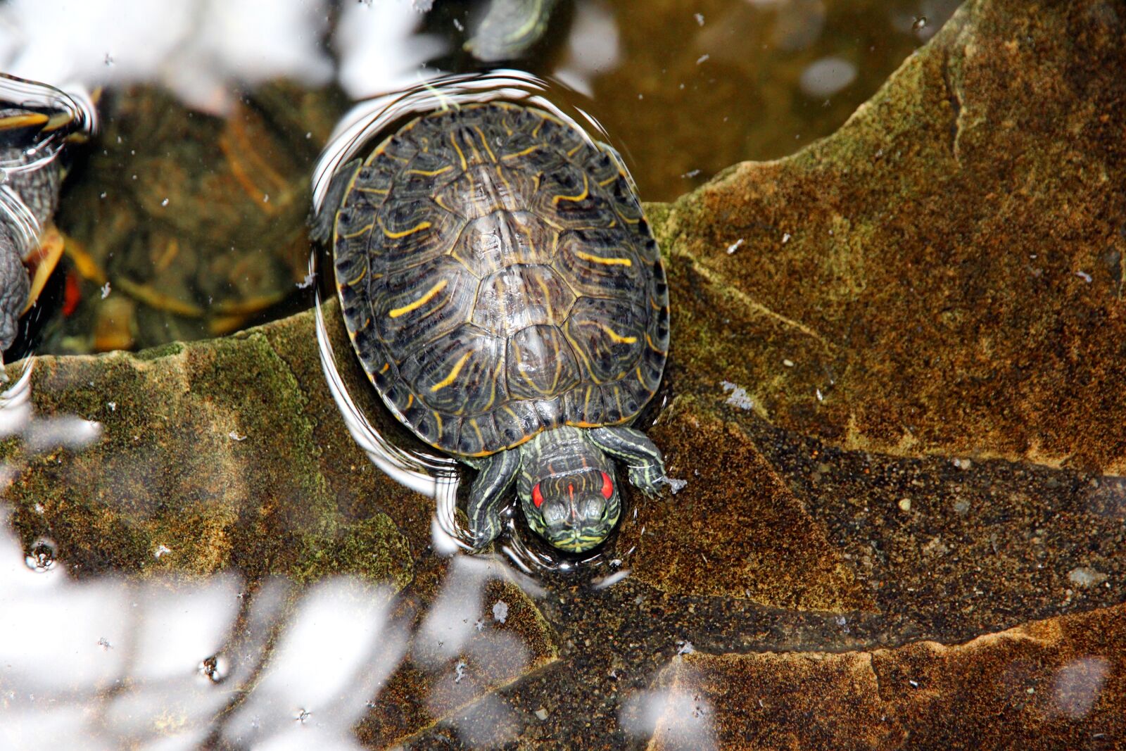 Canon EOS 650D (EOS Rebel T4i / EOS Kiss X6i) sample photo. Tortoise, trachemys scripta, red-eared photography