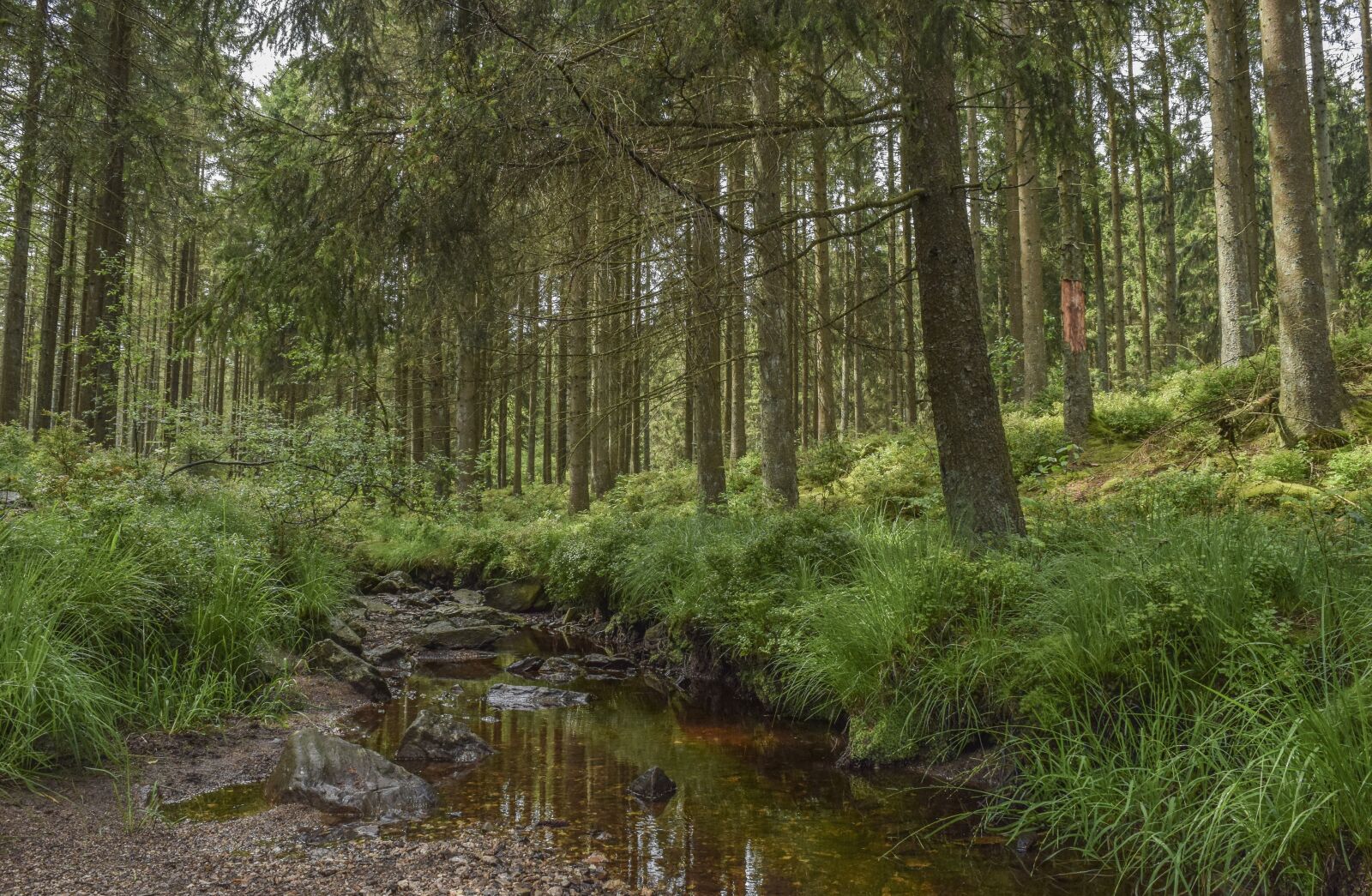 Nikon D3300 sample photo. Forest, nature, landscape photography