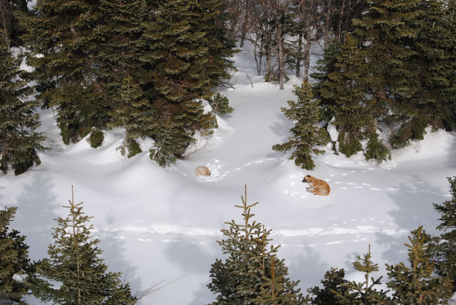 Nikon D3000 sample photo. Snow, dogs, winter photography