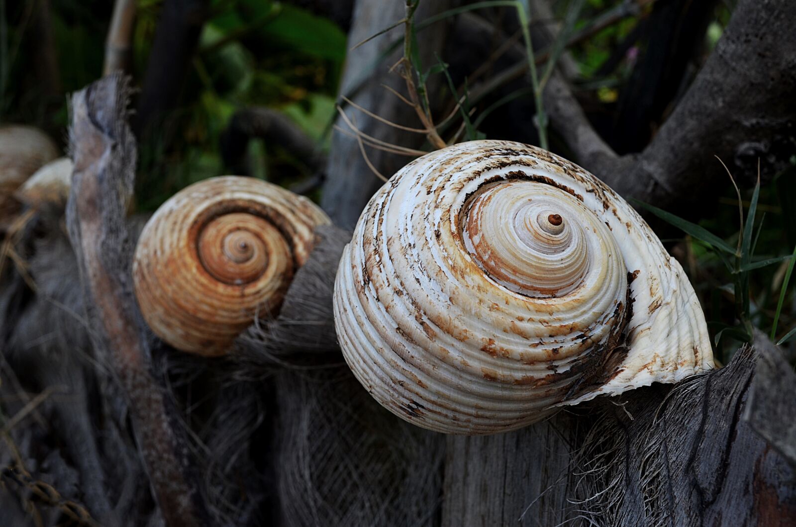 Nikon D5100 sample photo. Shells, big, beach photography