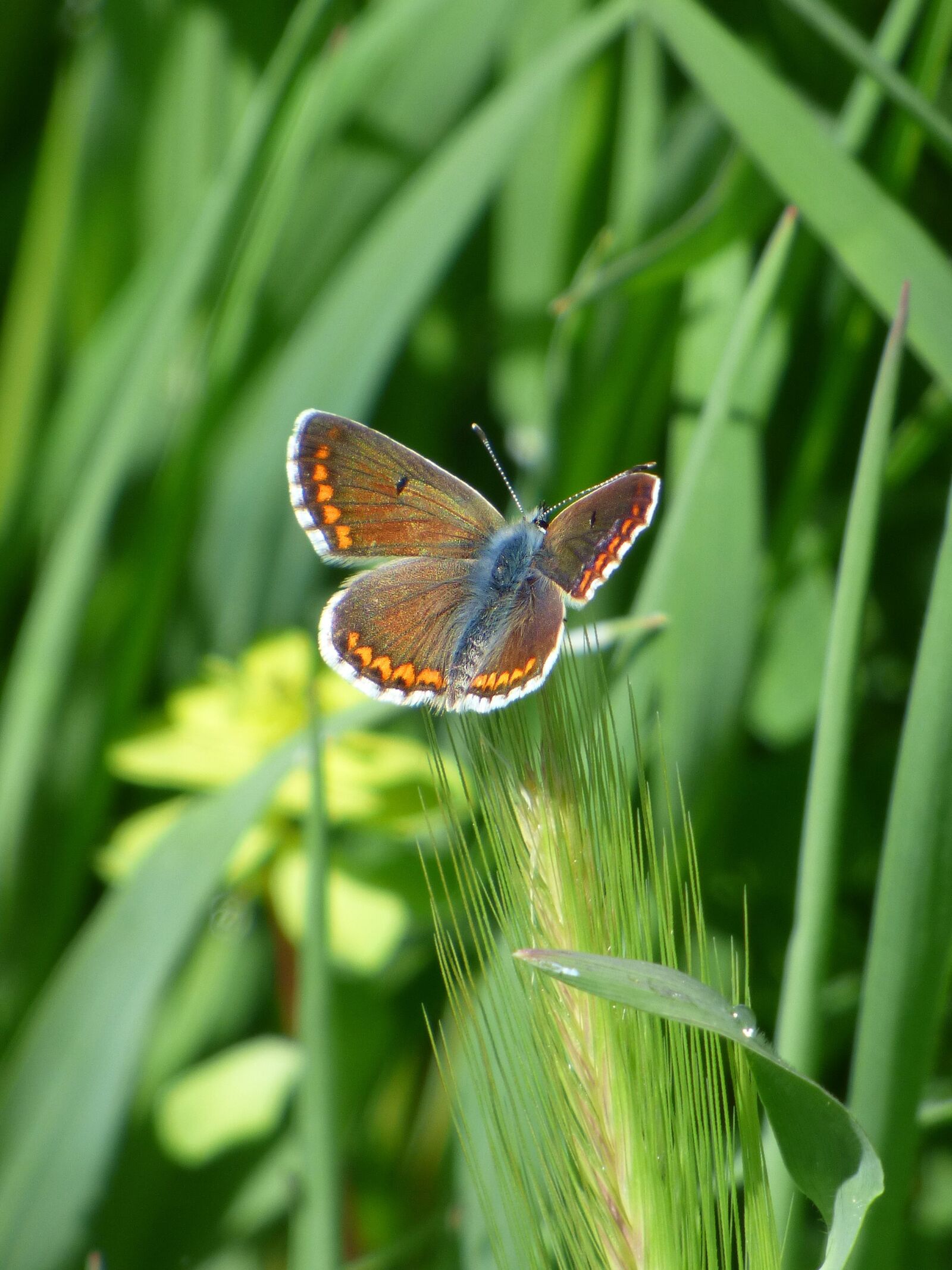Panasonic Lumix DMC-FZ70 sample photo. Butterfly, aricia cramera, brunette photography