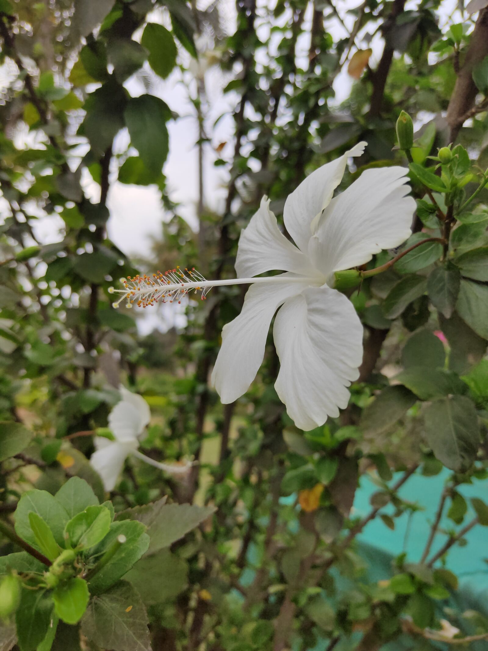 Realme 3 PRO sample photo. White rose, rose, flower photography