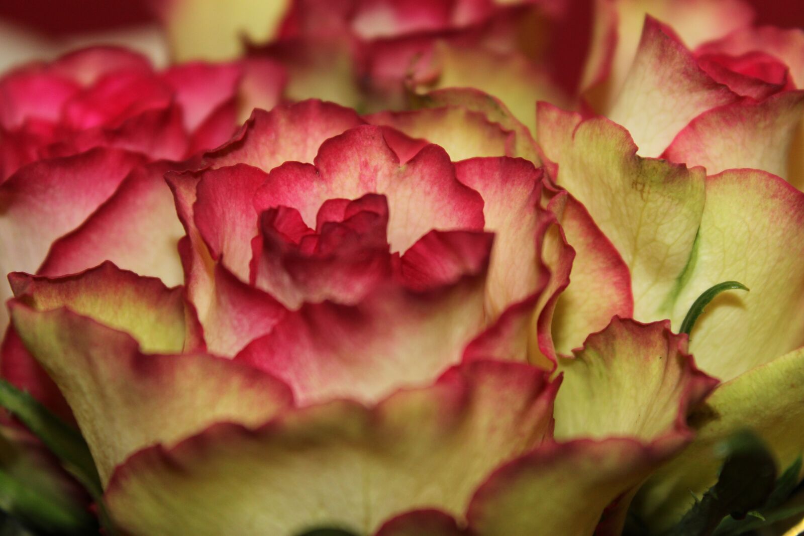 Canon EOS 500D (EOS Rebel T1i / EOS Kiss X3) sample photo. Flower, rose, pink photography