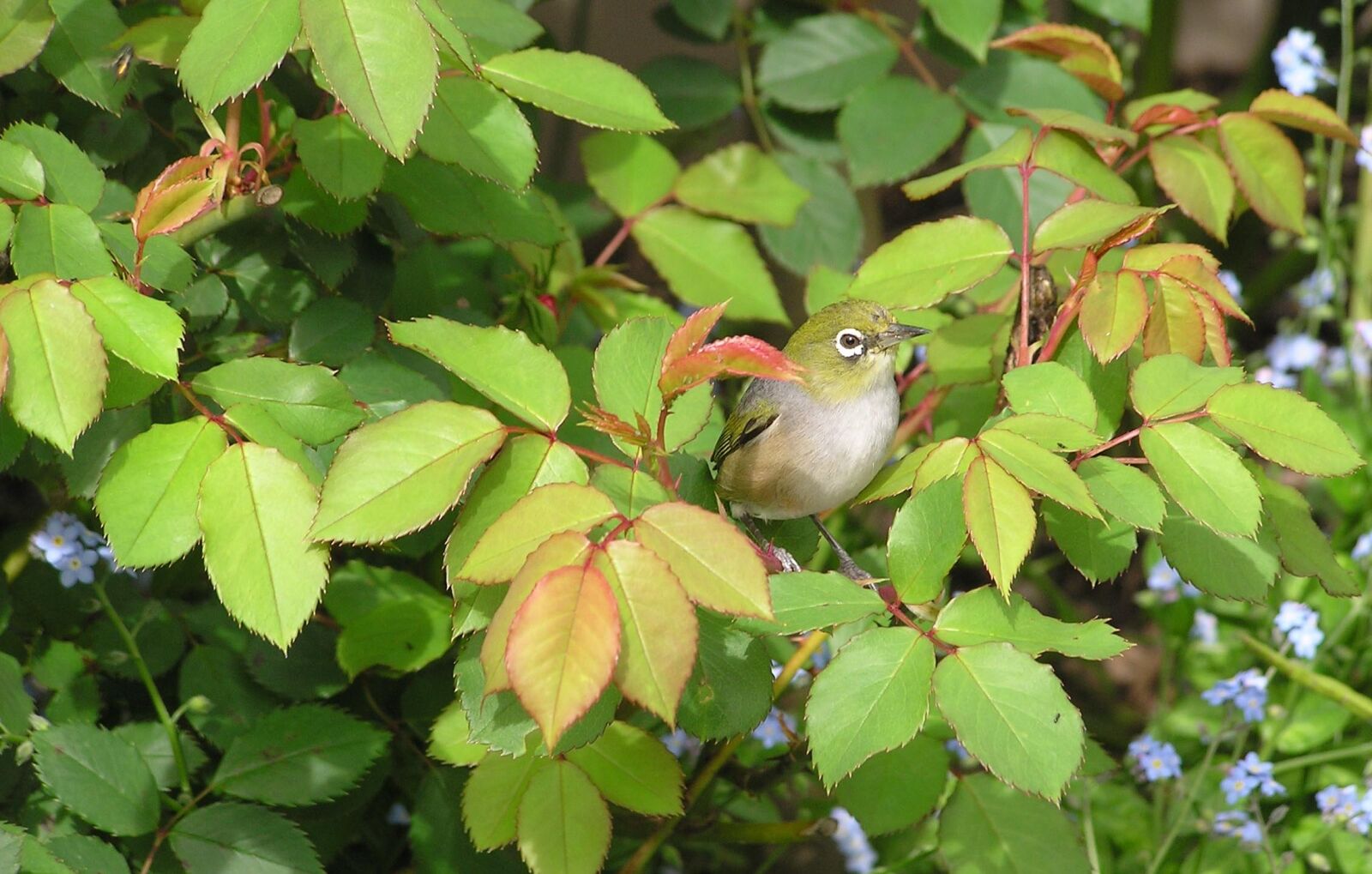 Olympus C750UZ sample photo. Bird, silver eye, garden photography