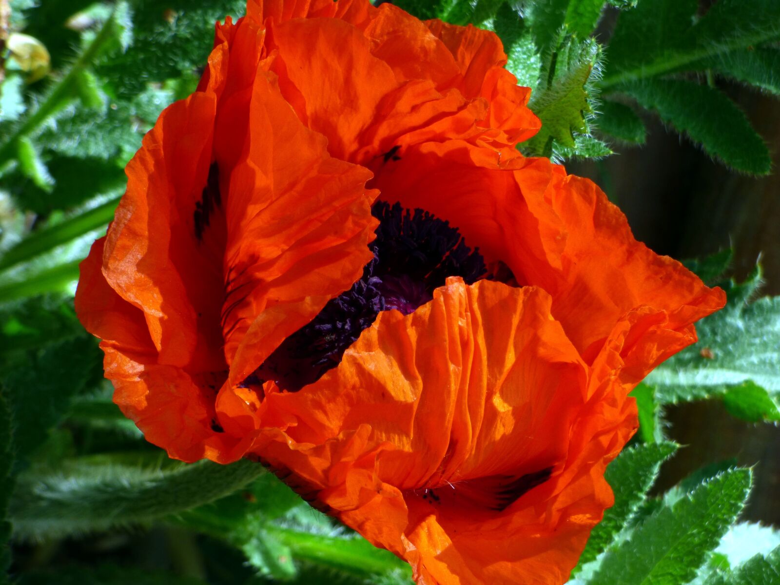 Panasonic DMC-FZ72 sample photo. Flower, poppy, red photography
