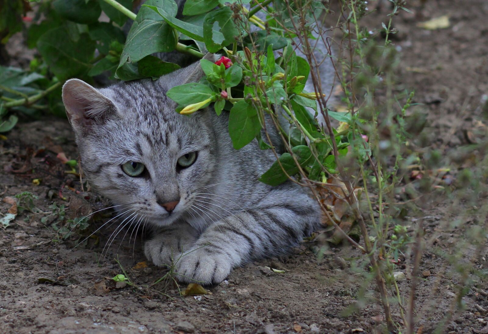 Canon EOS 700D (EOS Rebel T5i / EOS Kiss X7i) + Canon EF 85mm F1.8 USM sample photo. Cat, hidden, flowers photography