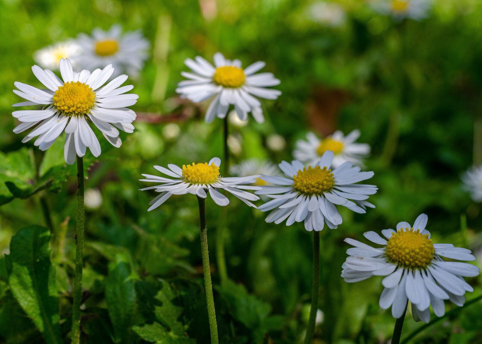 Nikon D7000 sample photo. Daisy, flower, garden photography