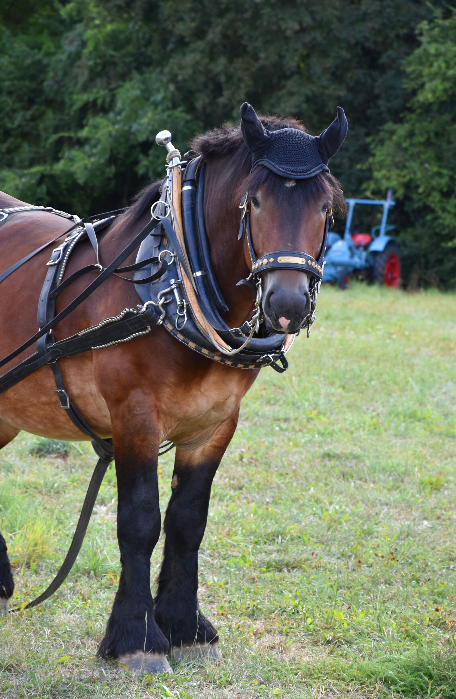 Nikon D5500 sample photo. Horse, horse with a photography