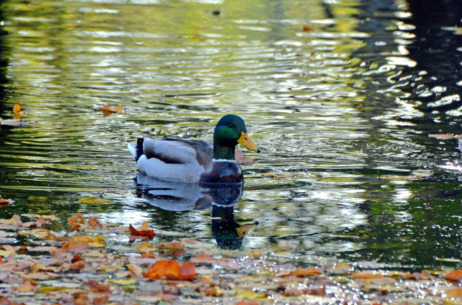 Nikon D3200 sample photo. Stockente, ente, teich photography