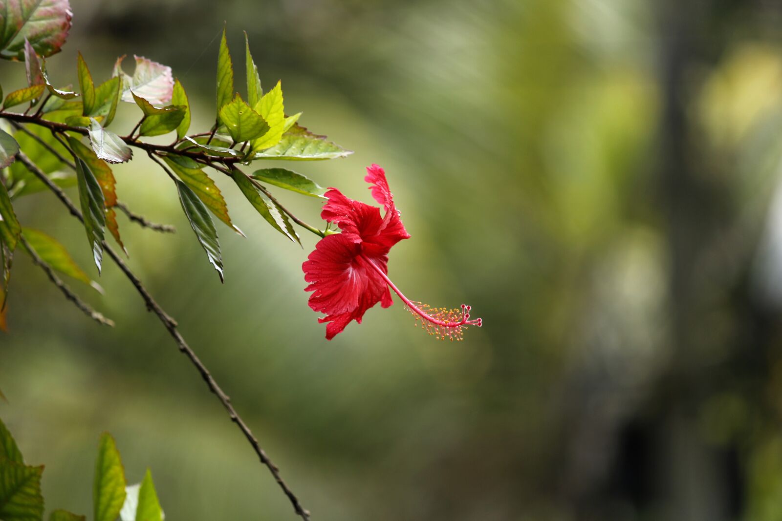 Canon EOS 700D (EOS Rebel T5i / EOS Kiss X7i) sample photo. Hibiscus, hibiscus rosasinensis, red photography