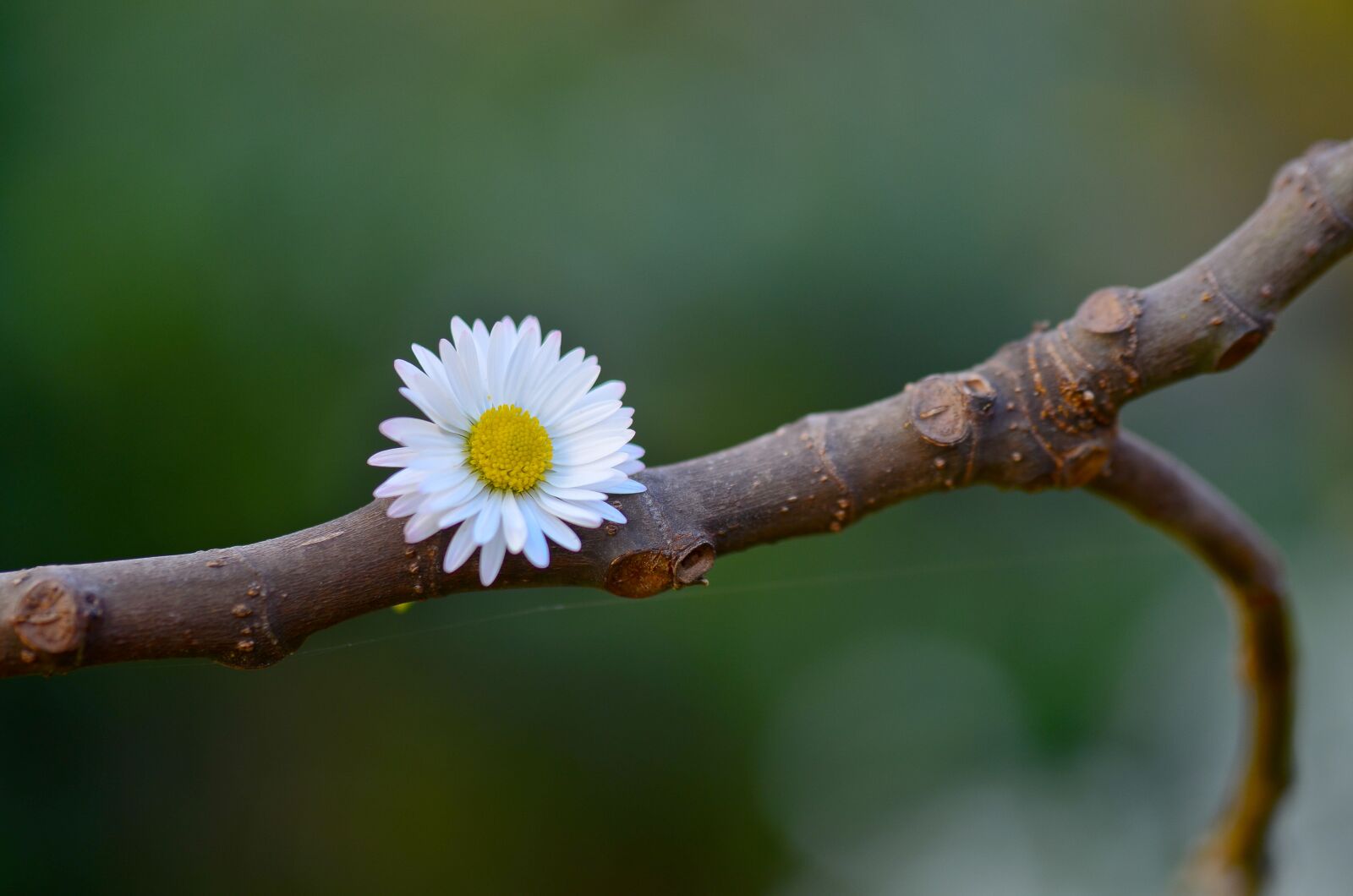 Nikon D7000 sample photo. Flower, margaret, spring photography