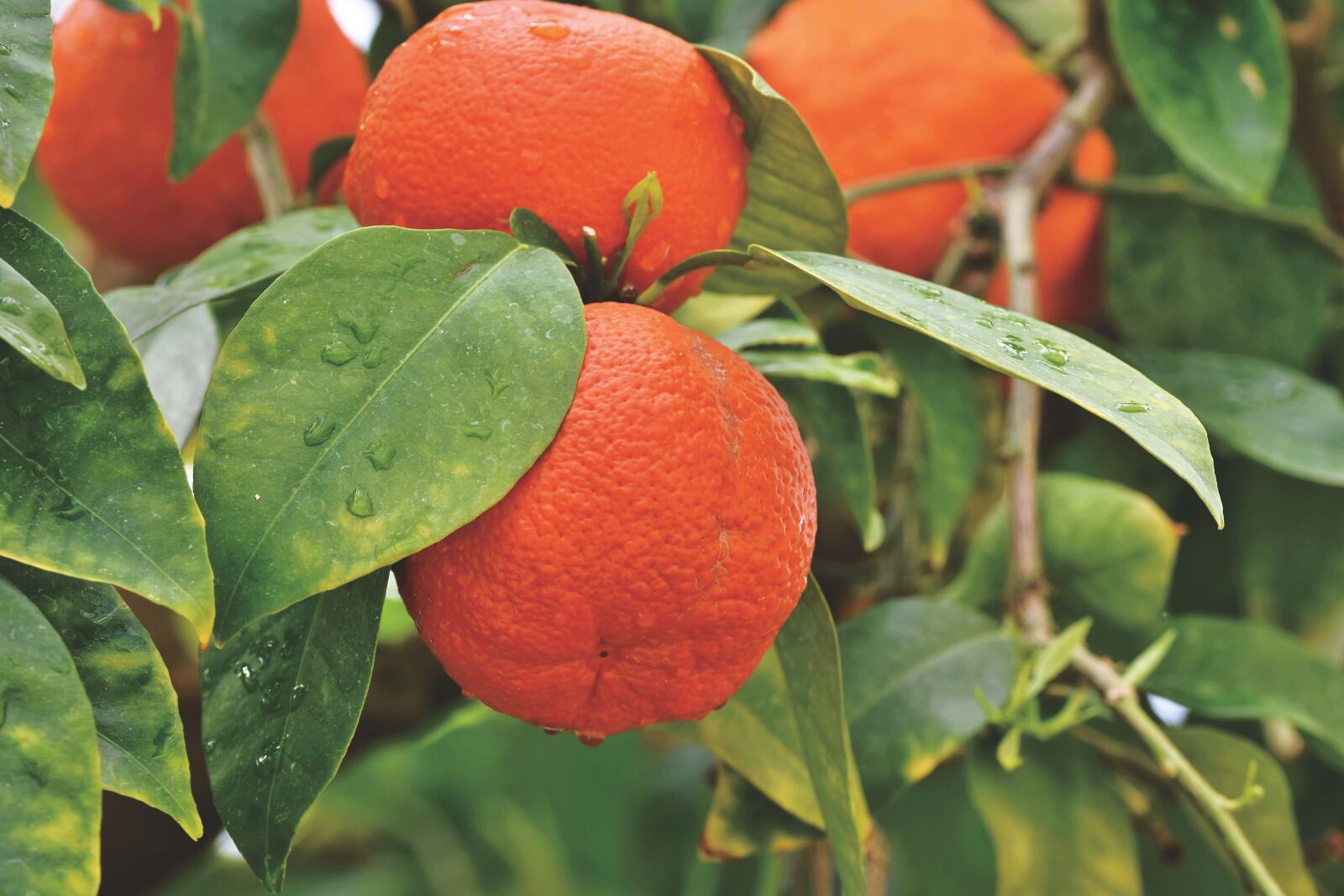Nikon D7200 sample photo. Orange, orange tree, citrus photography