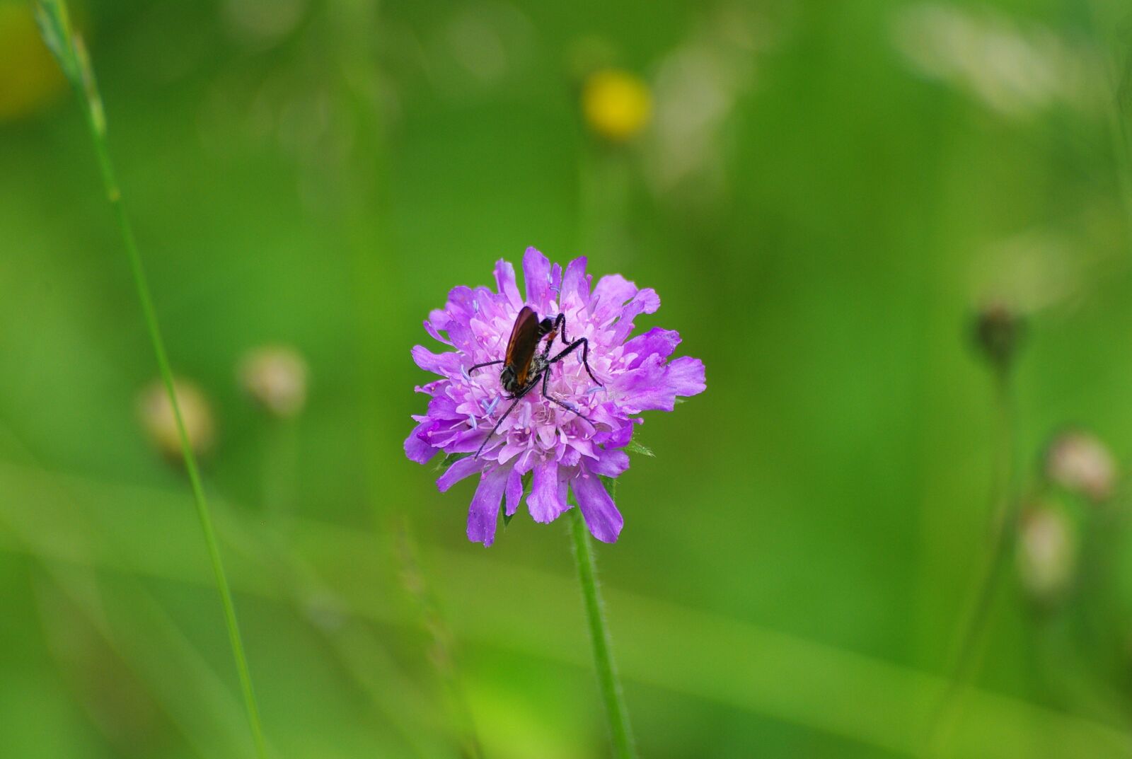 Pentax K200D sample photo. Flower, clover, insect photography