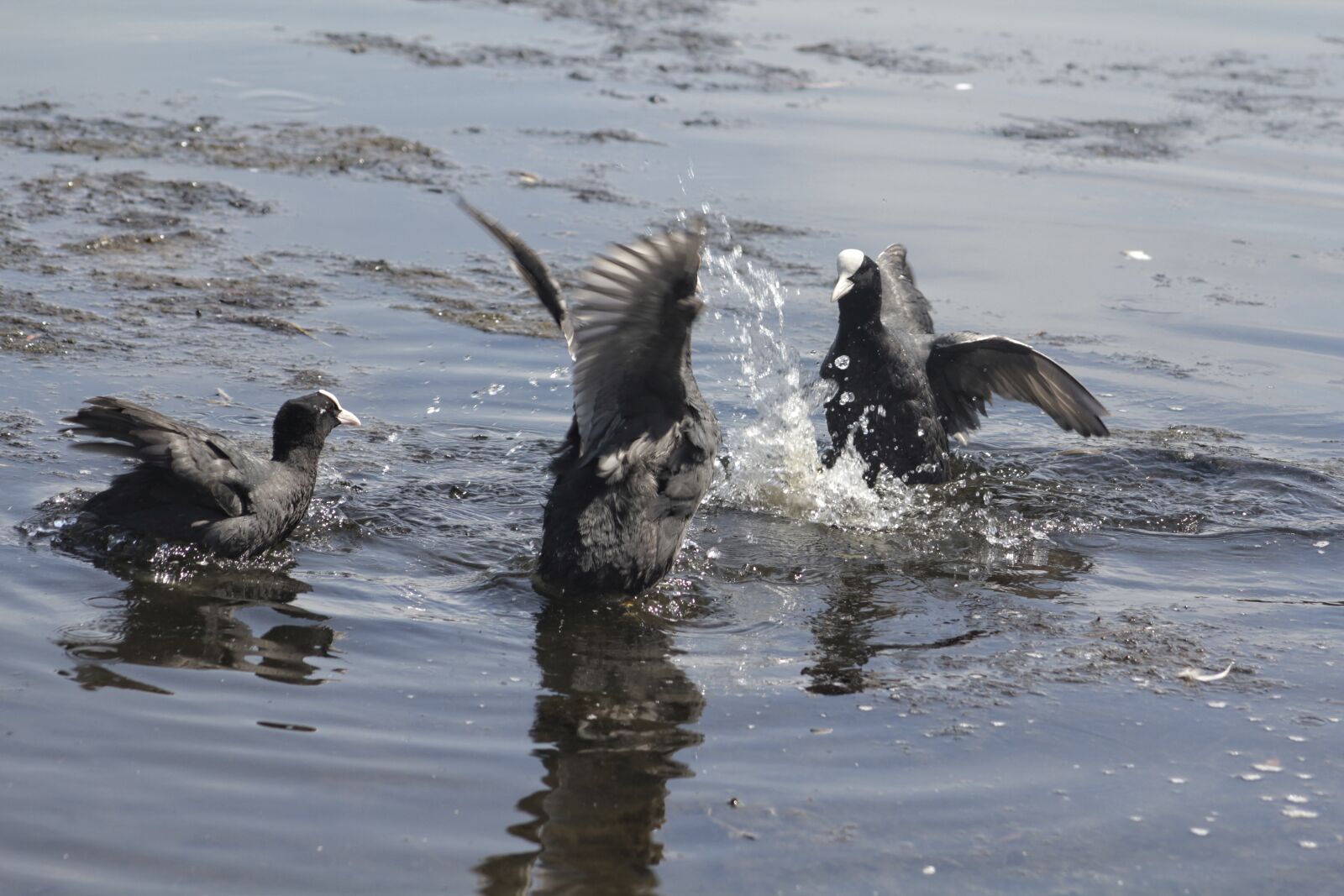 Canon EOS 550D (EOS Rebel T2i / EOS Kiss X4) + Canon EF 75-300mm f/4-5.6 sample photo. Coots, fighting, water birds photography