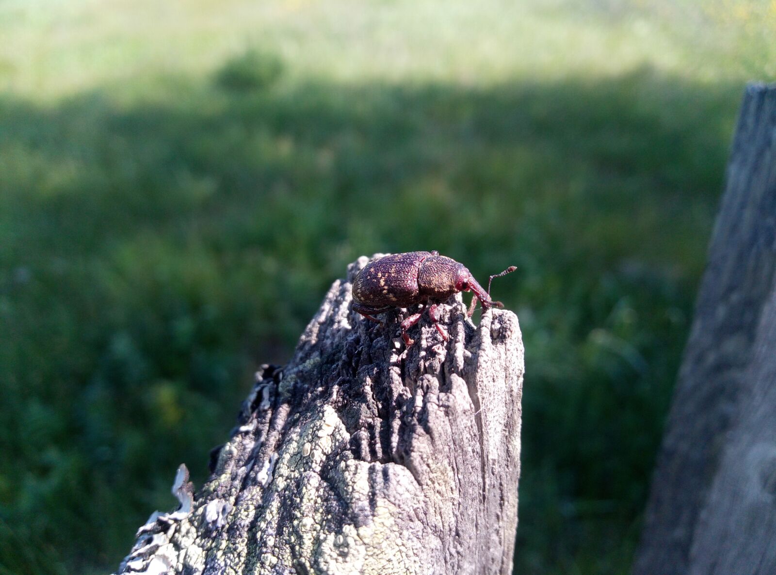 HUAWEI DUA-L22 sample photo. Beetle, weevil, nature photography