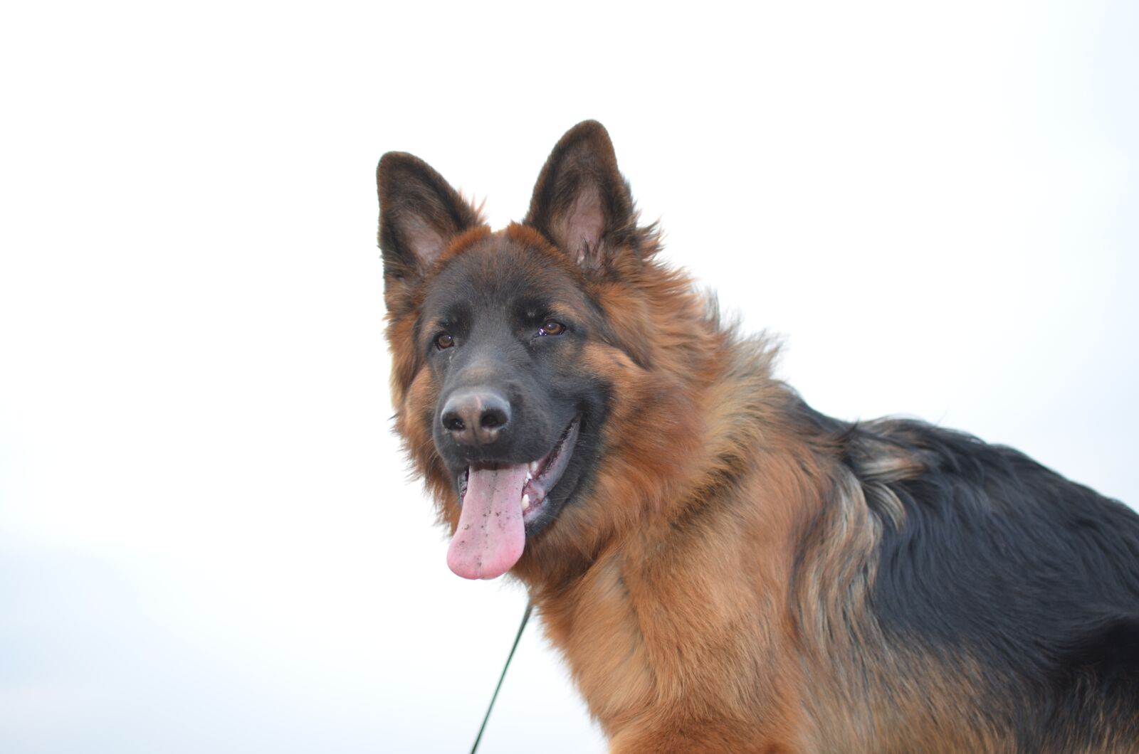Nikon D5100 sample photo. Dog, shepherd, snout photography