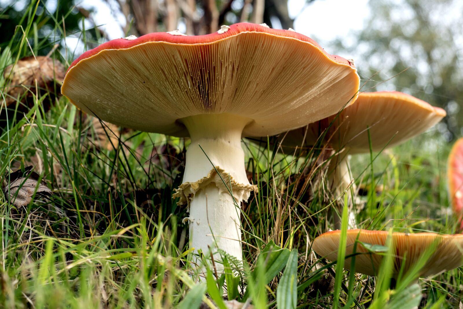 Olympus OM-D E-M5 II + Olympus M.Zuiko Digital ED 12-40mm F2.8 Pro sample photo. Fly agaric, red fly photography