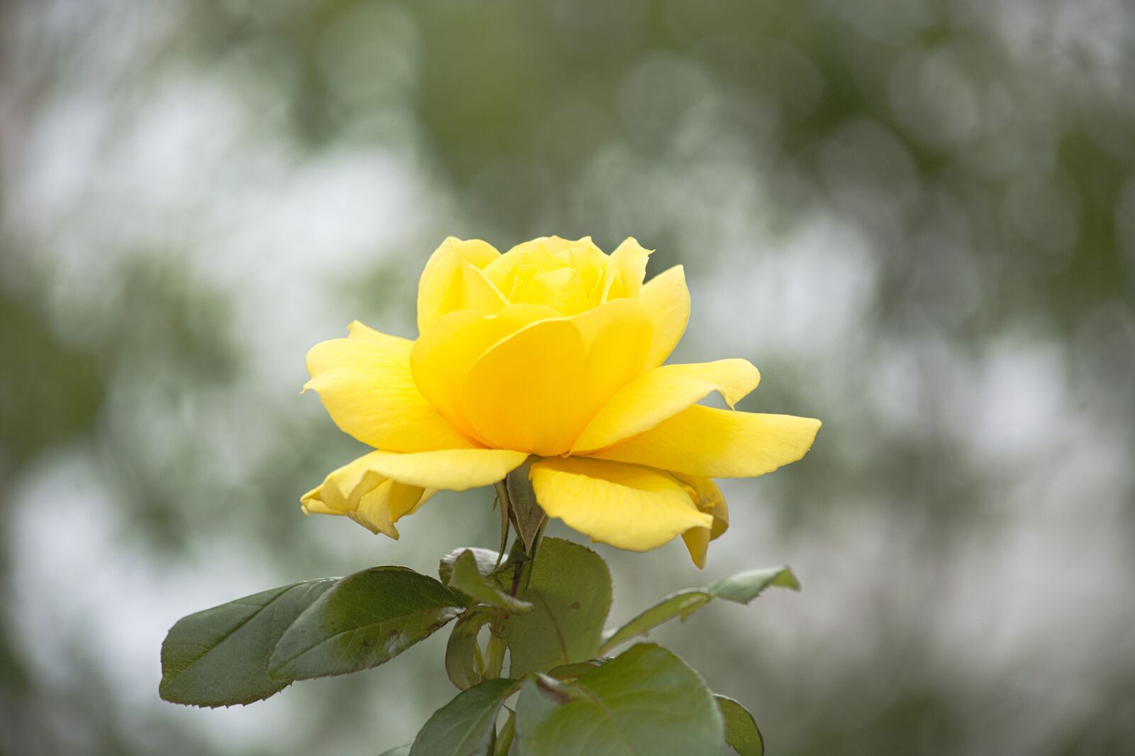 Nikon D5200 sample photo. Nature, plant, leaf photography