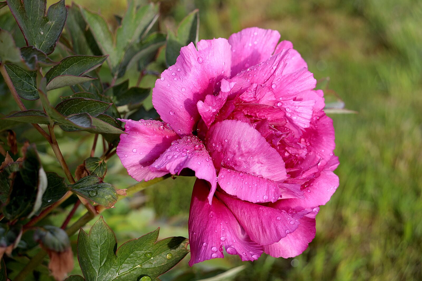 Canon EOS R sample photo. Peony, blossom, bloom photography