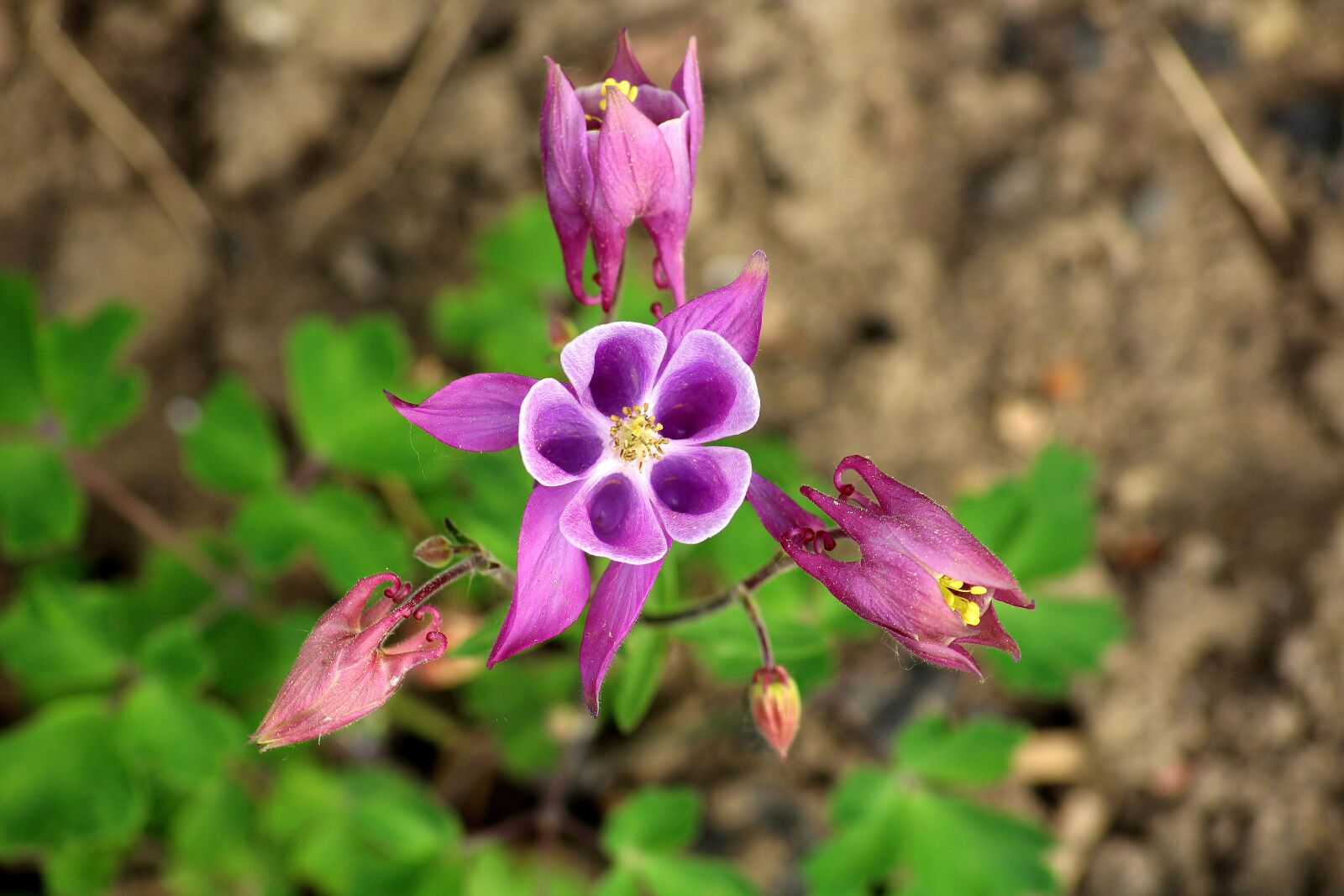 Canon EOS 1200D (EOS Rebel T5 / EOS Kiss X70 / EOS Hi) sample photo. Orlik, spring flowers, spring photography