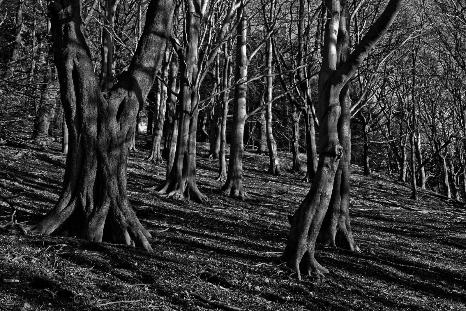 Canon EOS 550D (EOS Rebel T2i / EOS Kiss X4) sample photo. Trees, woods, mystery photography