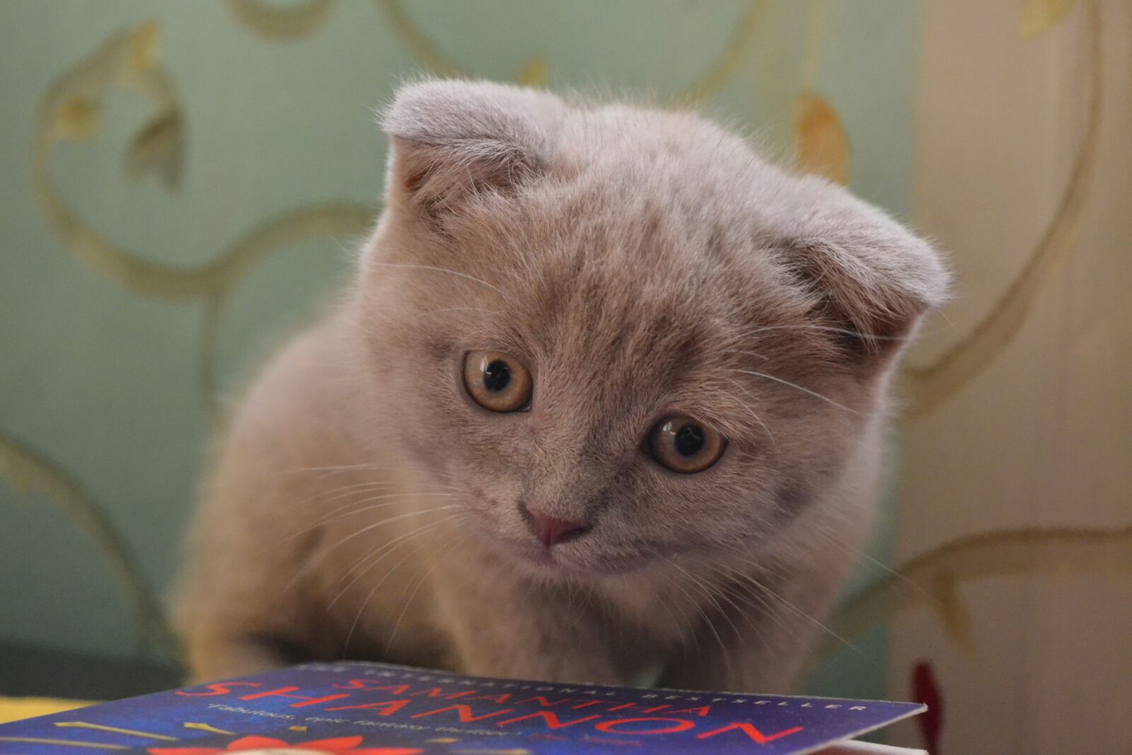 Nikon D3100 sample photo. Cat, kitty, kitten photography