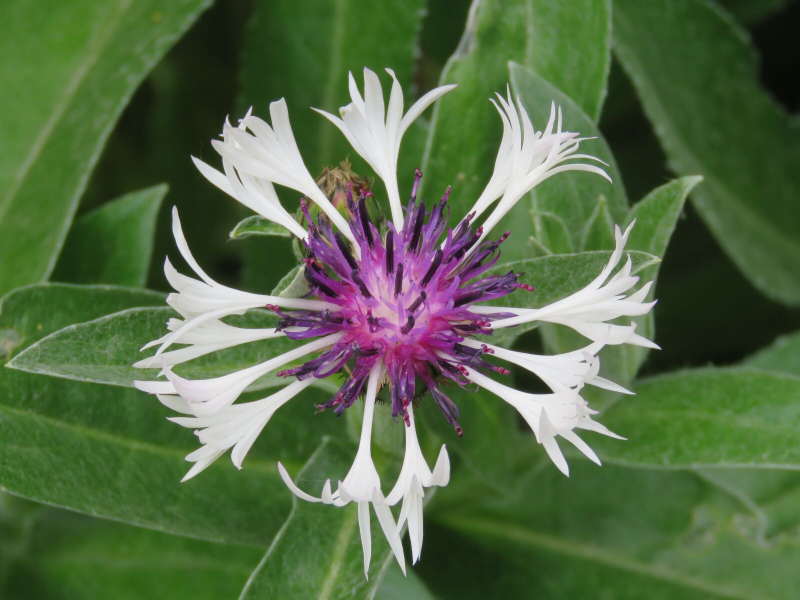 Canon PowerShot SX60 HS sample photo. Flower, close up, garden photography