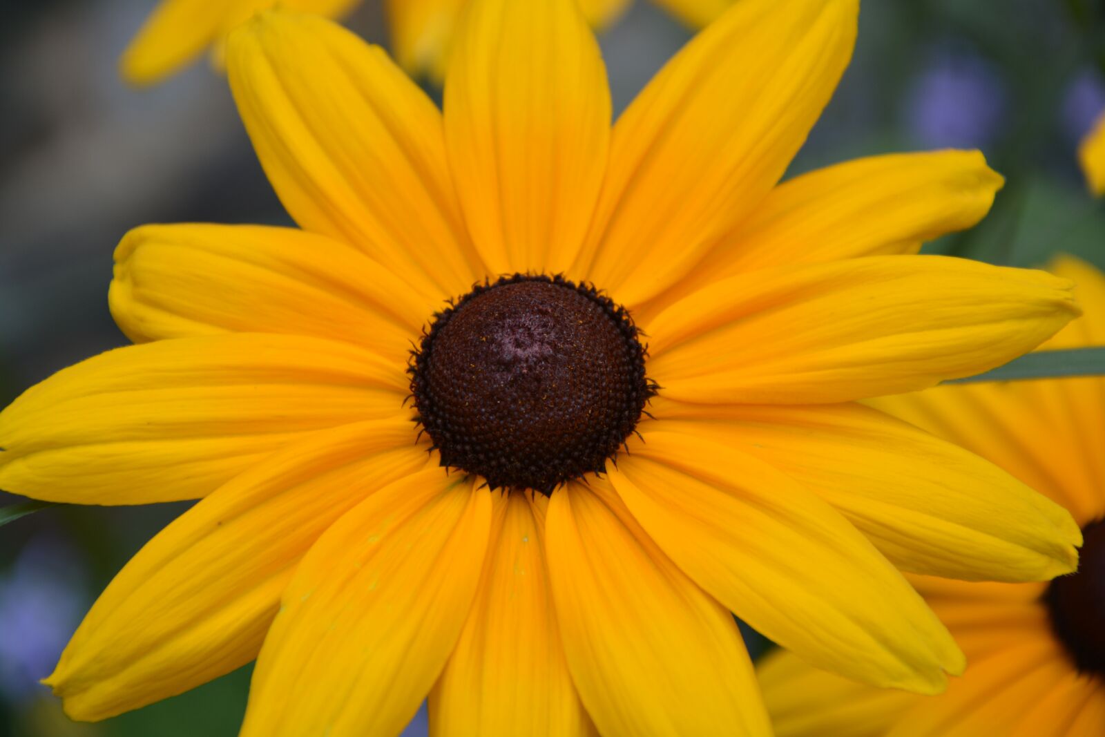 Nikon D5200 sample photo. Flower, yellow flower, petals photography