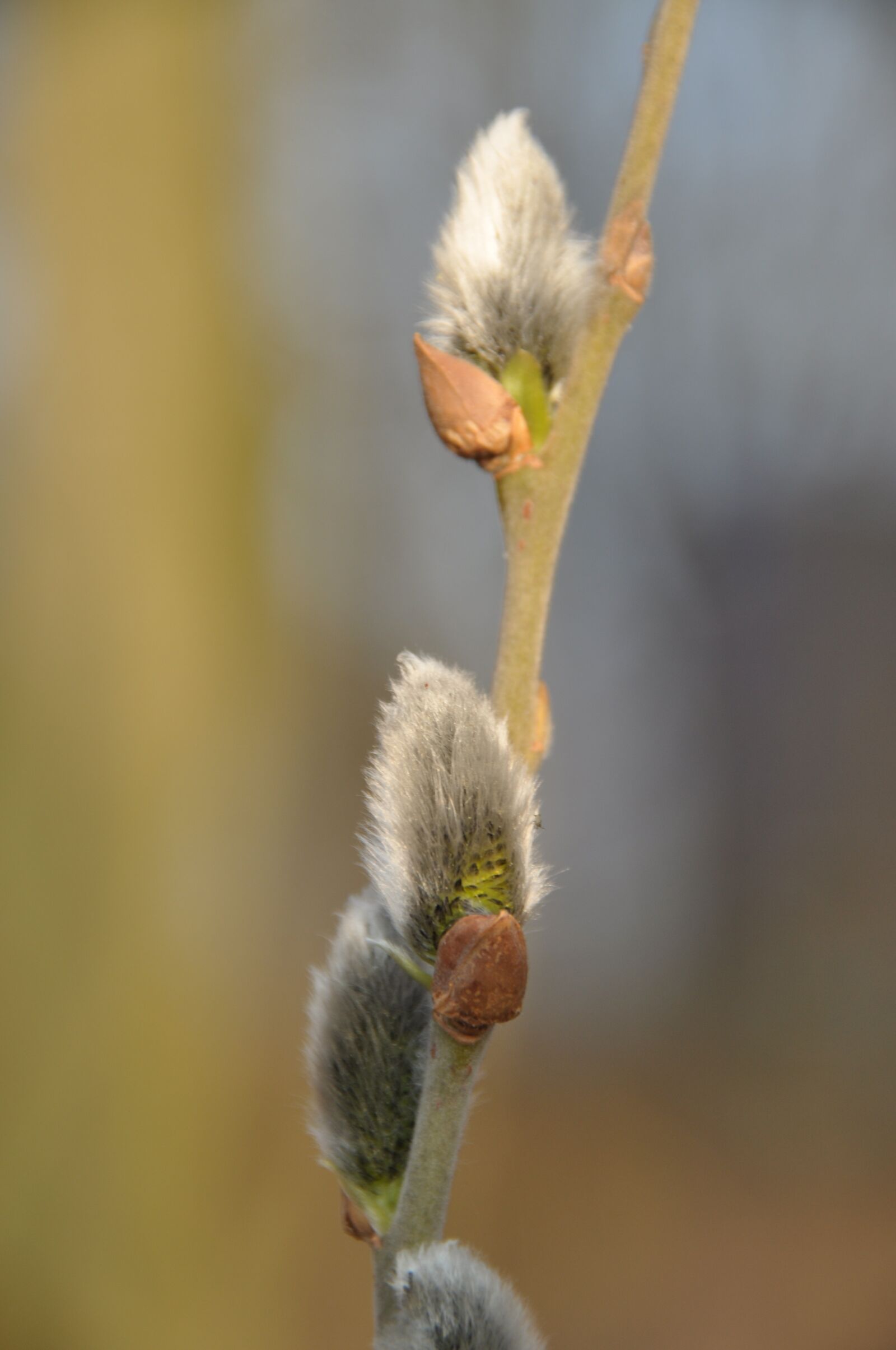 Nikon D90 sample photo. Willow catkin, spring, branch photography