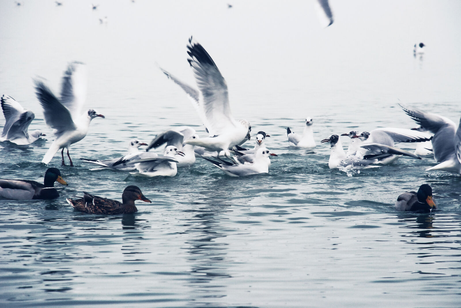 Nikon D80 sample photo. Balaton, birds, grey, winter photography