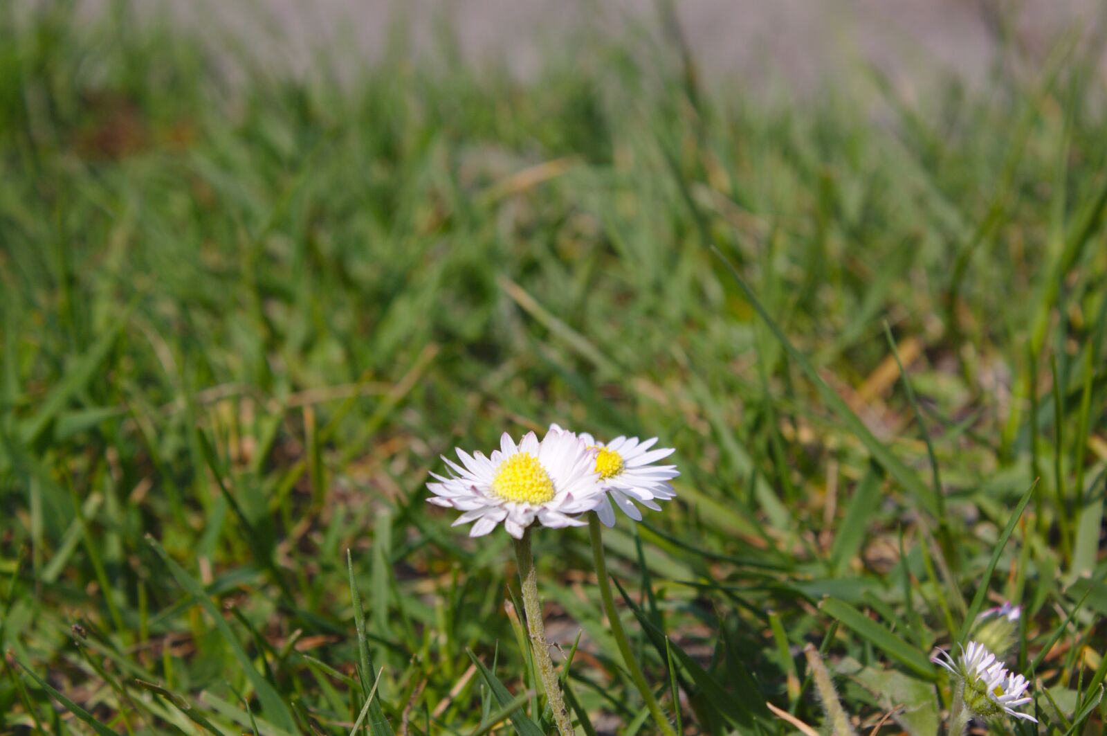 Canon EOS 50D sample photo. Daisies, spring, flowers photography