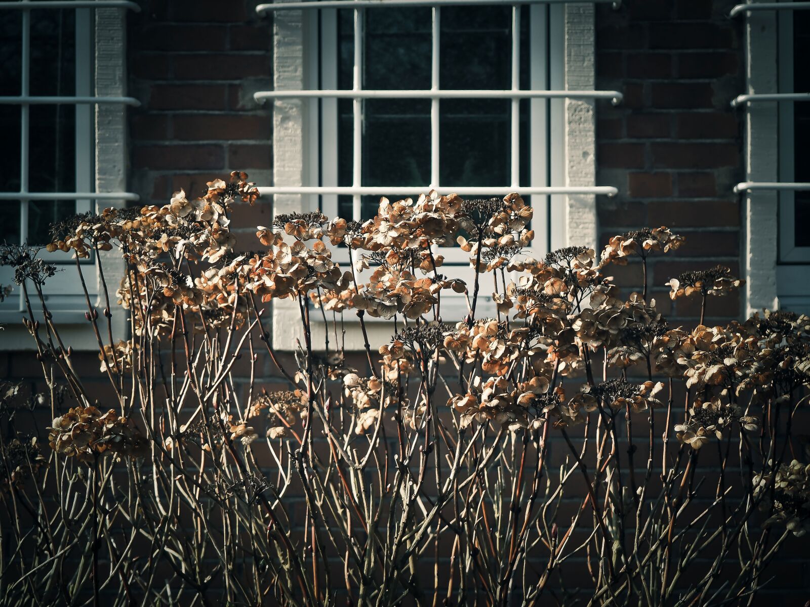 Olympus OM-D E-M10 sample photo. Flowers, faded, nature photography