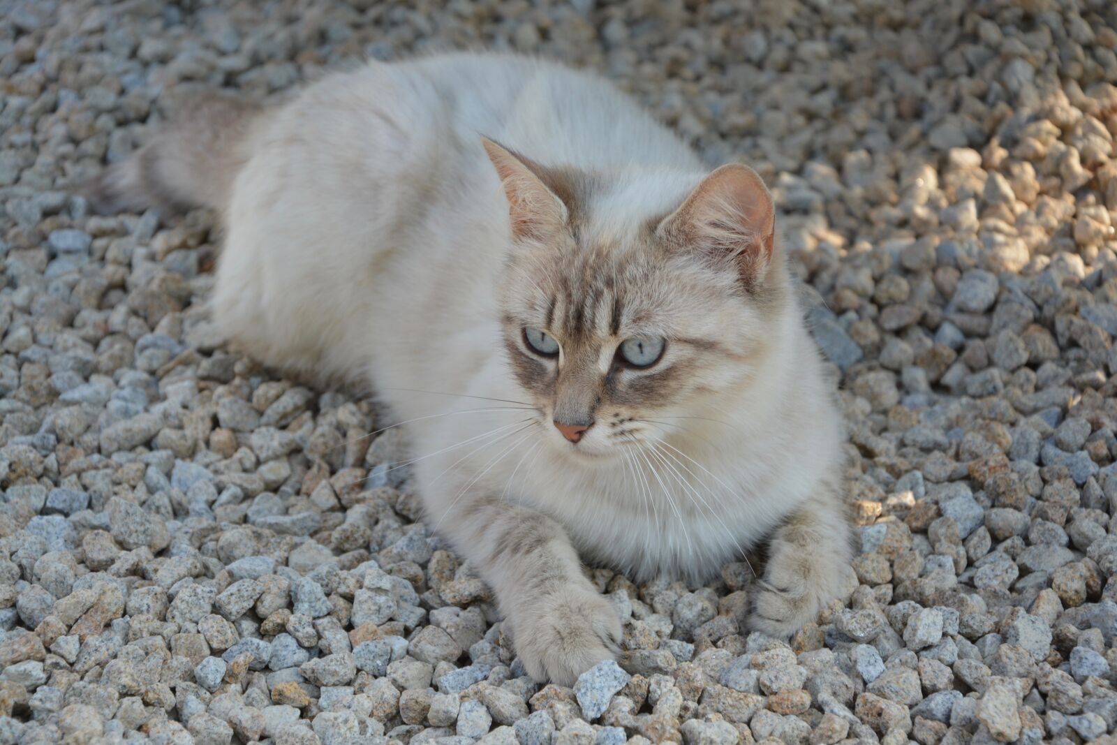 Nikon D5200 sample photo. Cat, pussy, lengthen photography