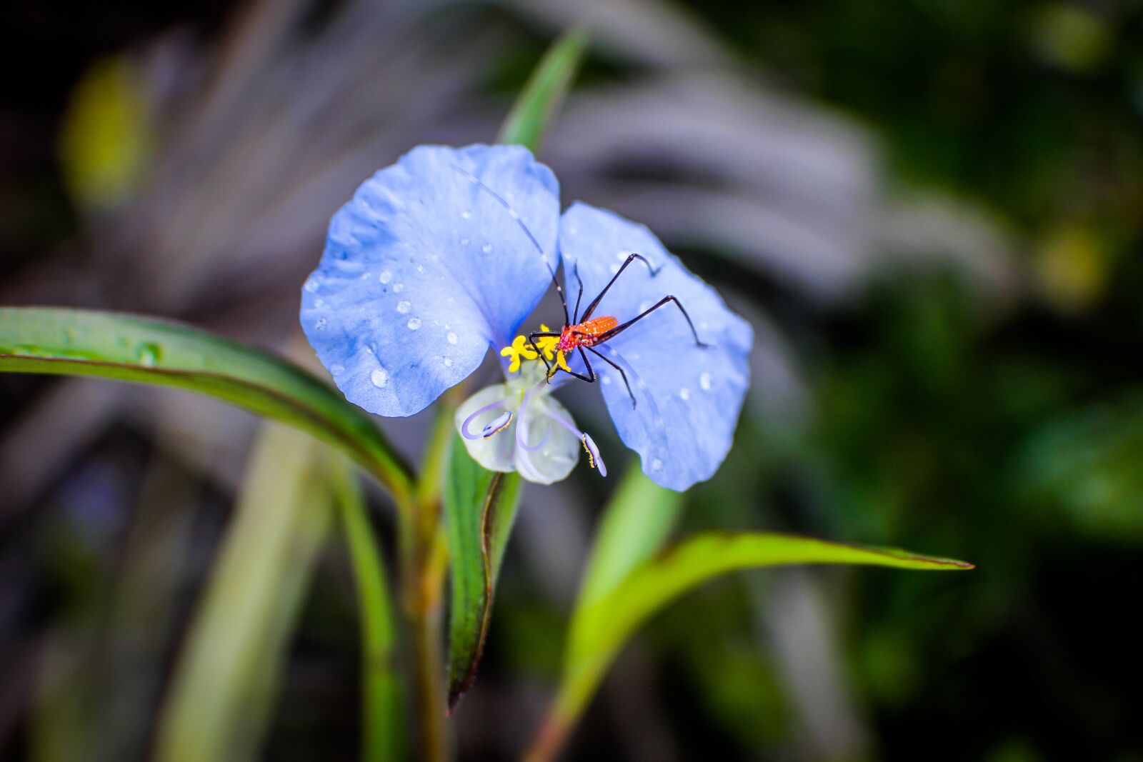 Canon EOS 60D sample photo. Commelina erecta, narrow leaf photography
