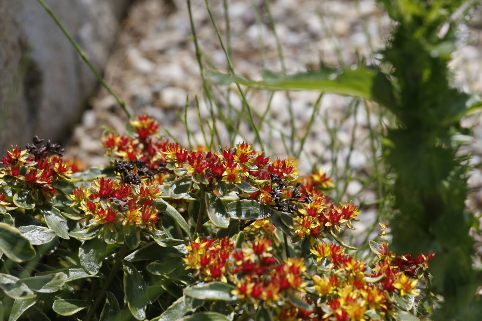 Canon EF 100-400mm F4.5-5.6L IS USM sample photo. Flowers, spring, summer photography