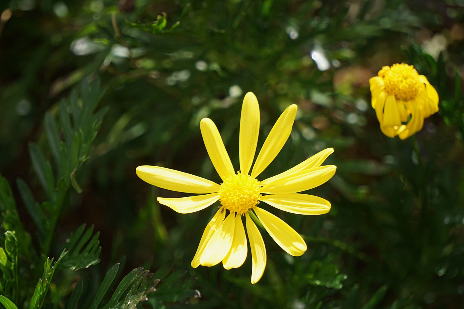 Sony a6000 sample photo. Flowers, daisies, flora photography