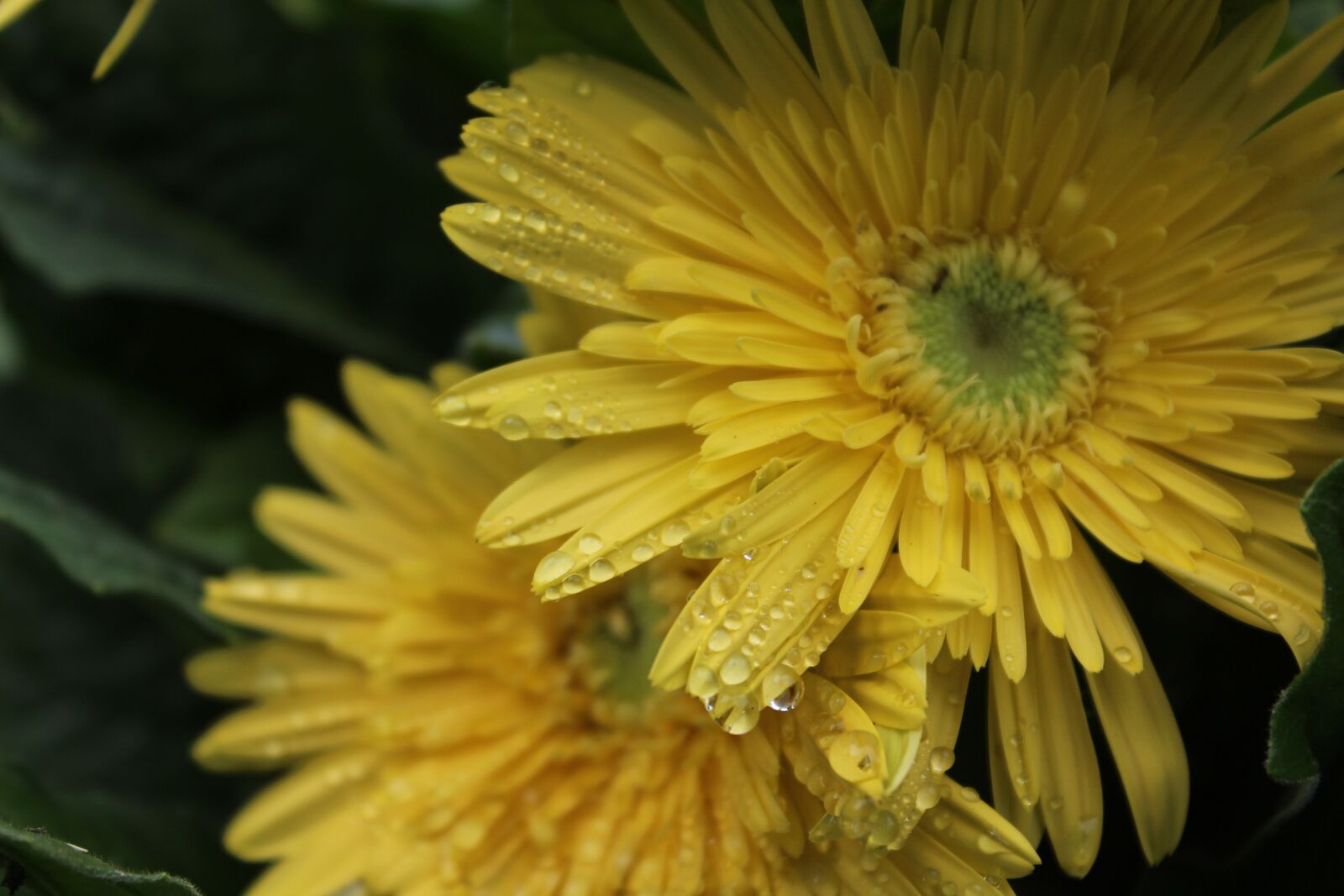 Canon EOS 650D (EOS Rebel T4i / EOS Kiss X6i) sample photo. Flowers, yellow, green photography