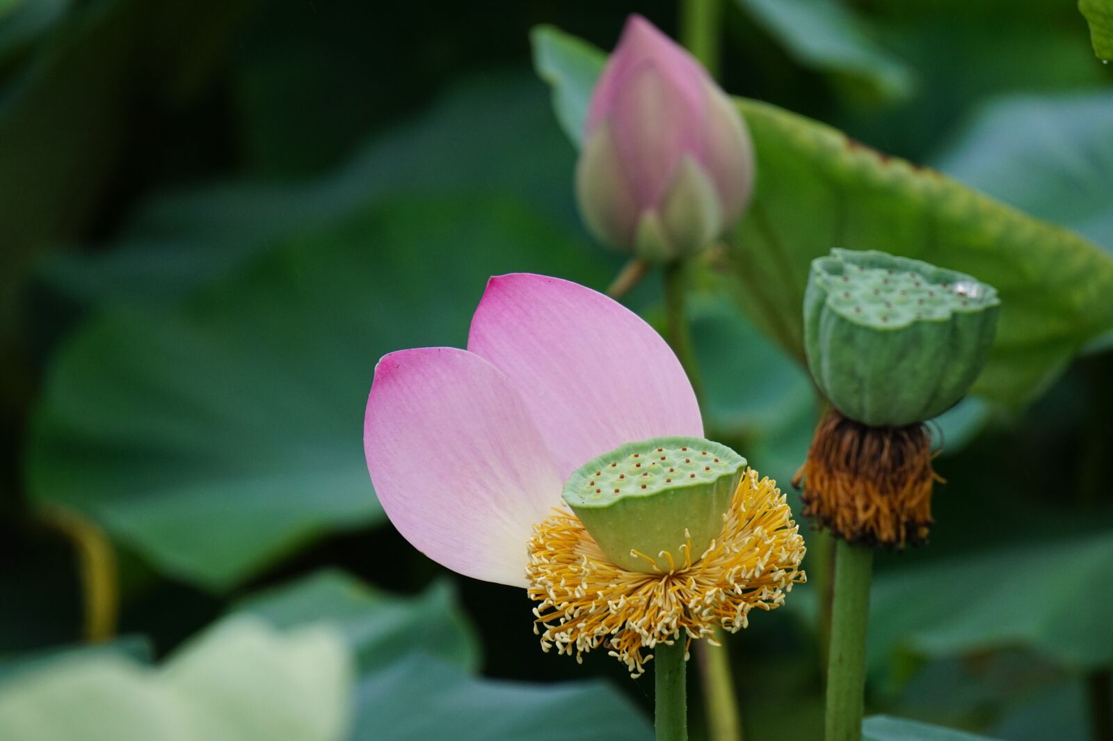 Sony Alpha a5000 (ILCE 5000) + Sony E 55-210mm F4.5-6.3 OSS sample photo. Lotus, flowers, plants photography