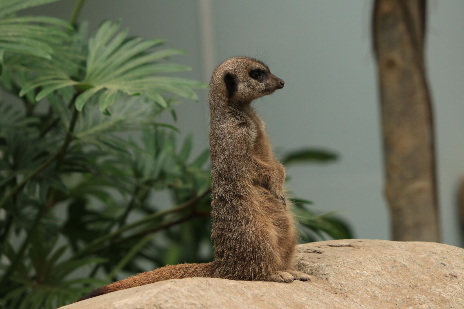 Canon EF 70-300 F4-5.6 IS II USM sample photo. Meerkat, fauna, animals photography