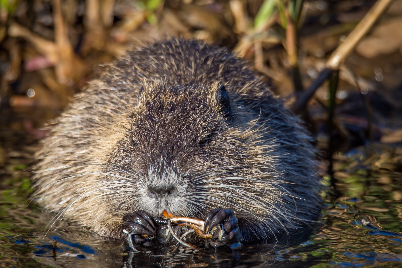 Nikon D7200 sample photo. Muskrat, river, ondatra zibethicu photography