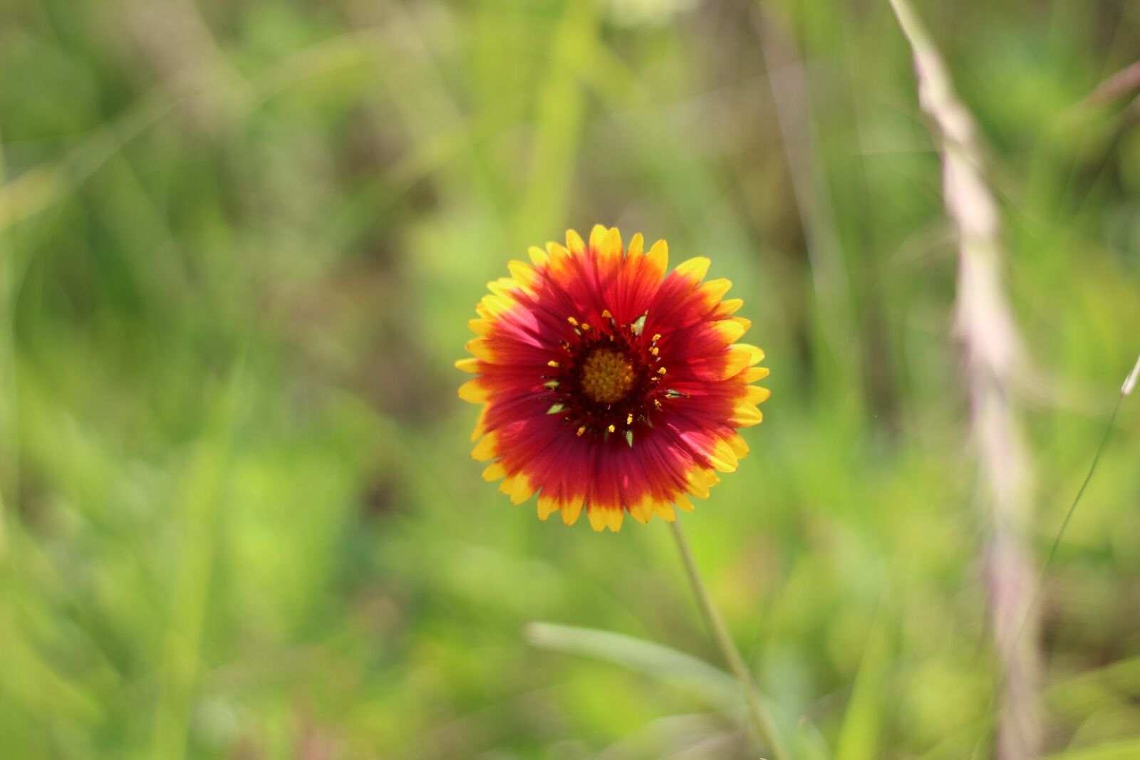 Canon EF 50mm F1.8 STM sample photo. Nature, flowers, plants photography