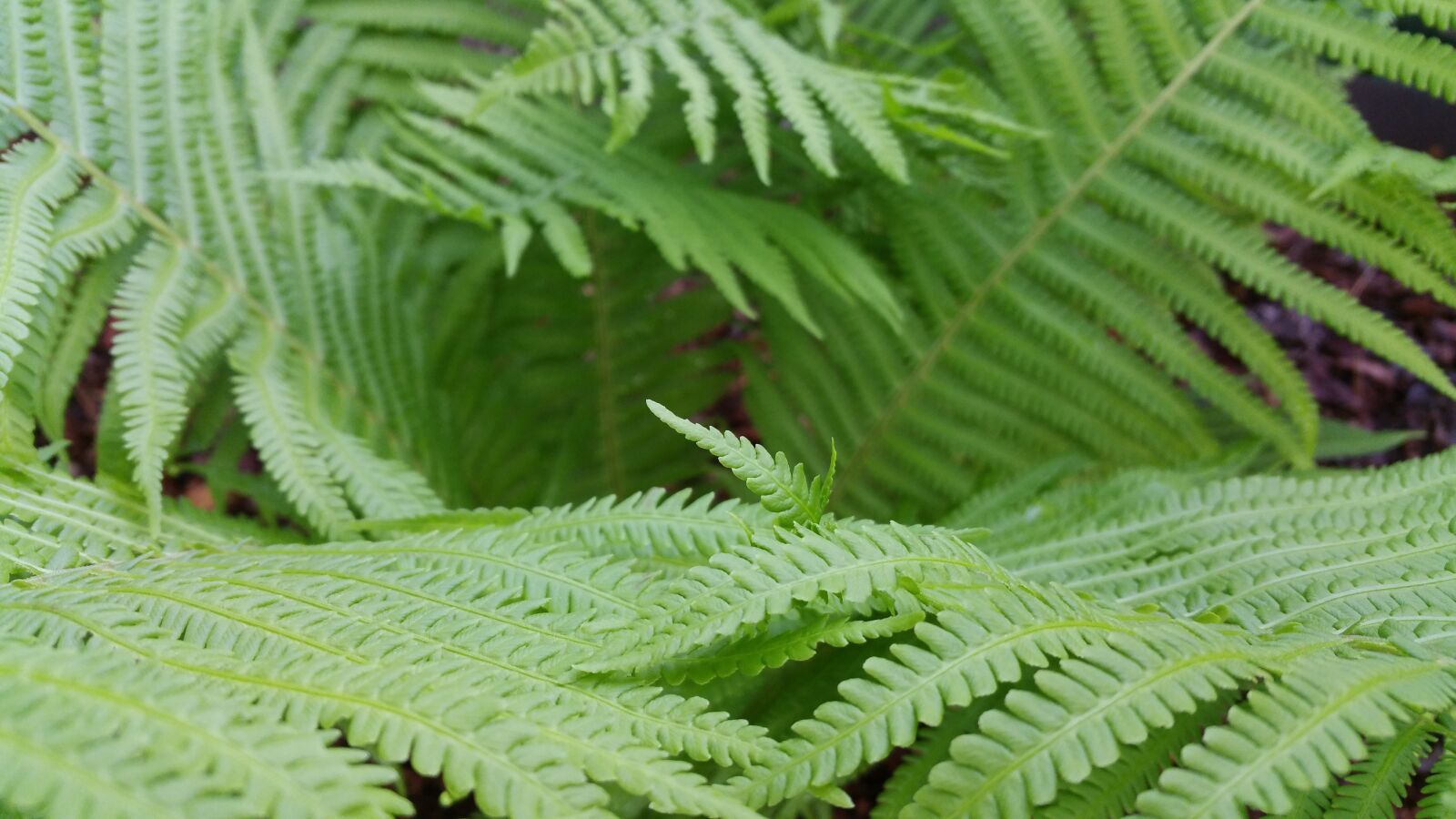 Samsung Galaxy Note4 sample photo. Nature, green, leaf photography