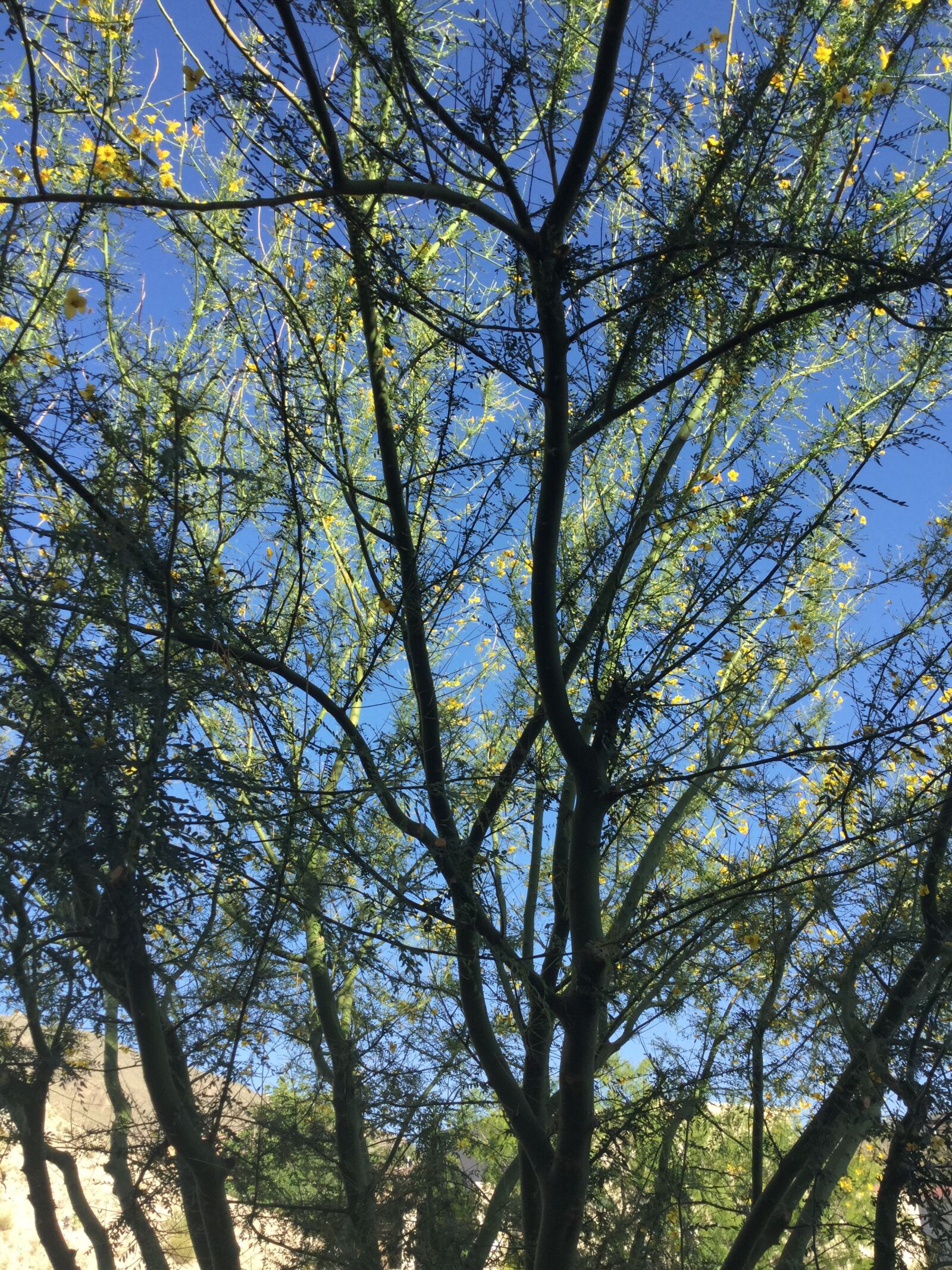 Apple iPad Air 2 sample photo. Palo verde tree, desert photography