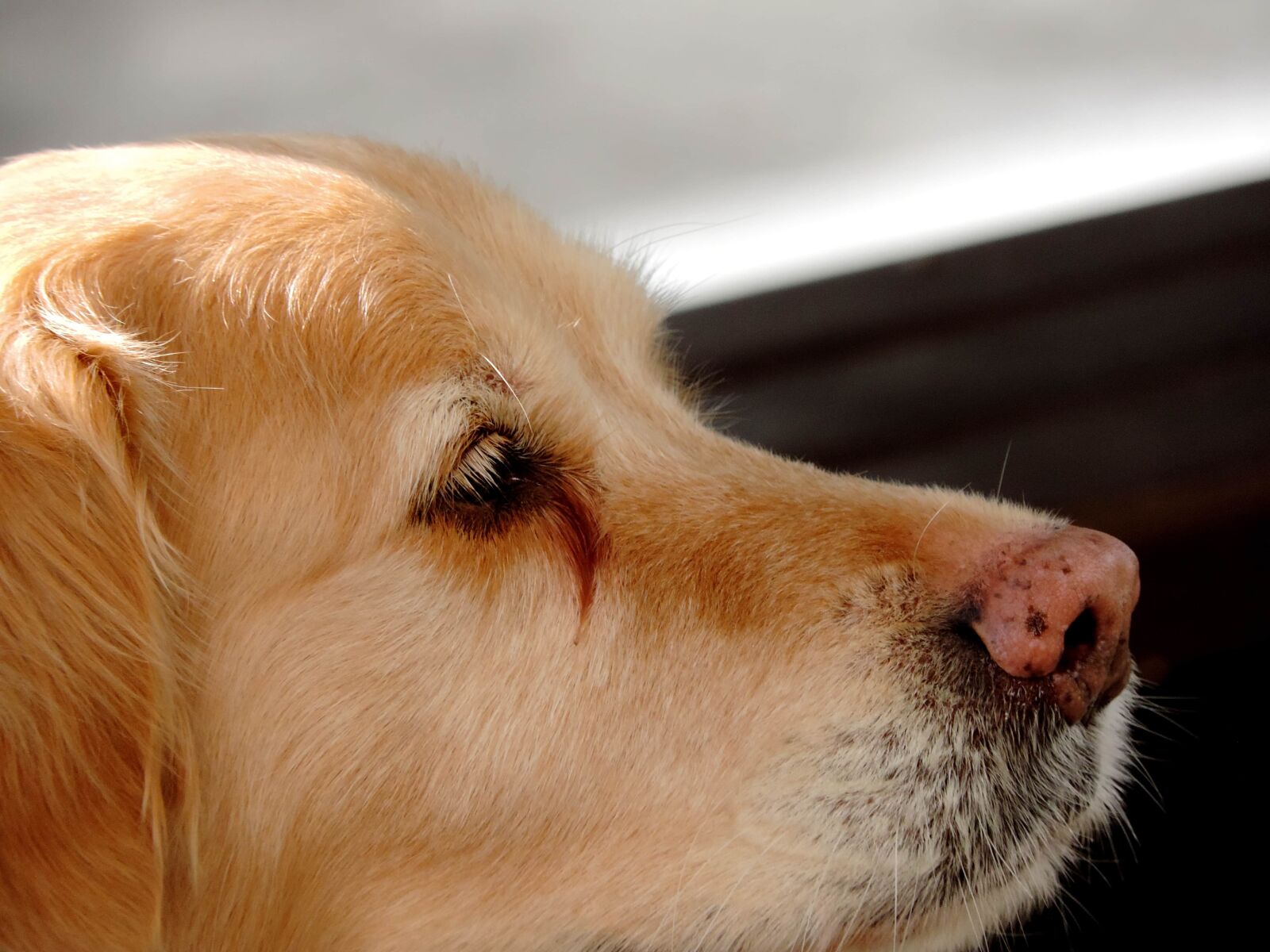 Nikon Coolpix P520 sample photo. Nose, purebred, animal, retriever photography