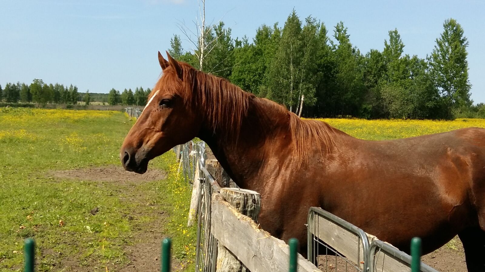 Samsung Galaxy A5 sample photo. Horse, horses, equine photography